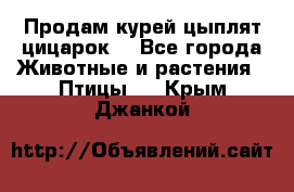 Продам курей цыплят,цицарок. - Все города Животные и растения » Птицы   . Крым,Джанкой